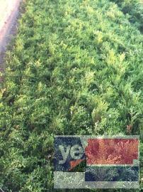 鞍山市周边地区常年大量批发自家种植草坪