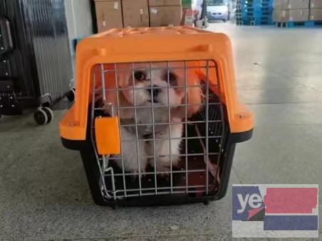 林州宠物托运活体邮寄猫狗速运空运陆运全国连锁