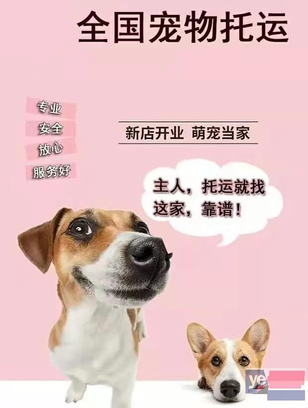 毕节黔西县2023宠物托运公司服务优质,欢迎来询