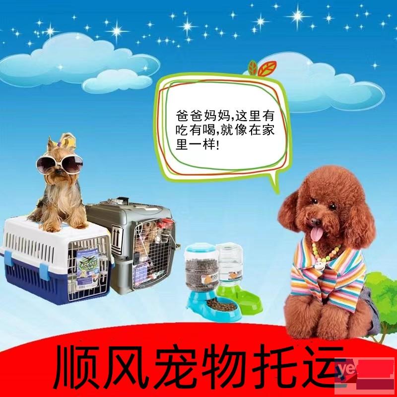 毕节黔西县2023宠物托运公司服务优质,欢迎来询