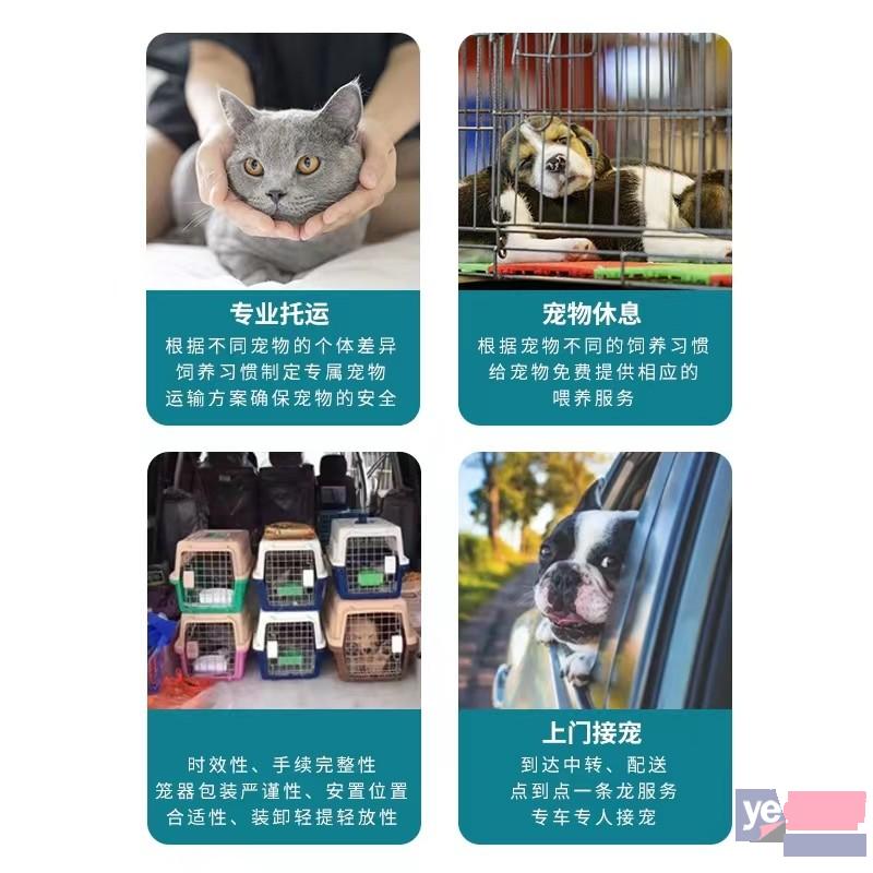 毕节金沙县宠物猫狗活体托运本地实体门店,高速直达