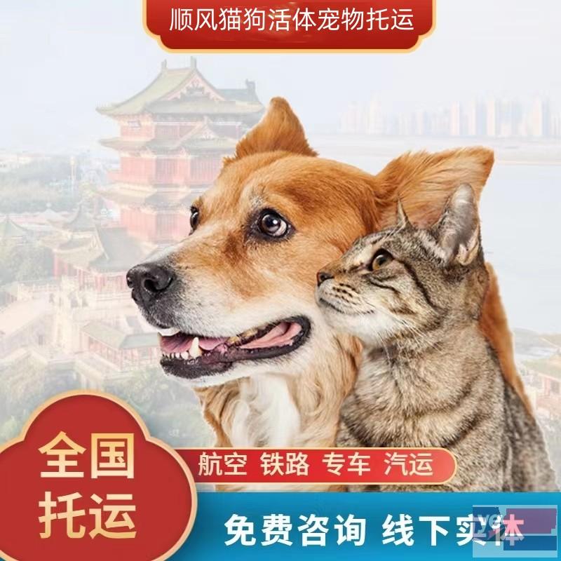 巴中通江县顺风宠物托运公司2023年可发全国各宠物专车直达