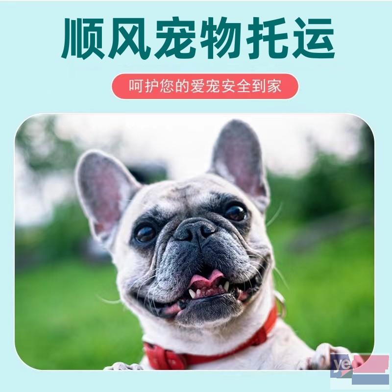 巴中通江县顺风宠物托运公司2023年可发全国各宠物专车直达