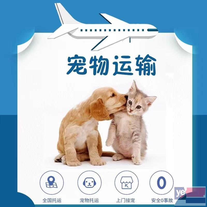 巴中平昌县顺风宠物托运公司电话-宠物托运服务价格