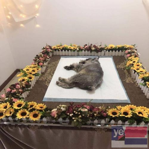 库尔勒宠物殡仪馆正式开业,库尔勒宠物殡葬服务