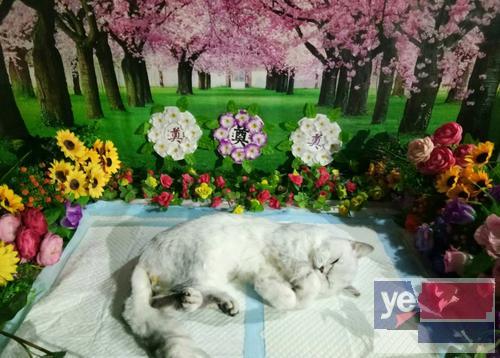 池州宠物殡仪馆正式开业,池州宠物殡葬服务