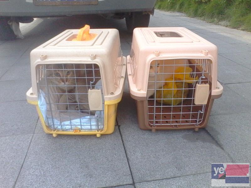 滁州安全的宠物猫空运公司