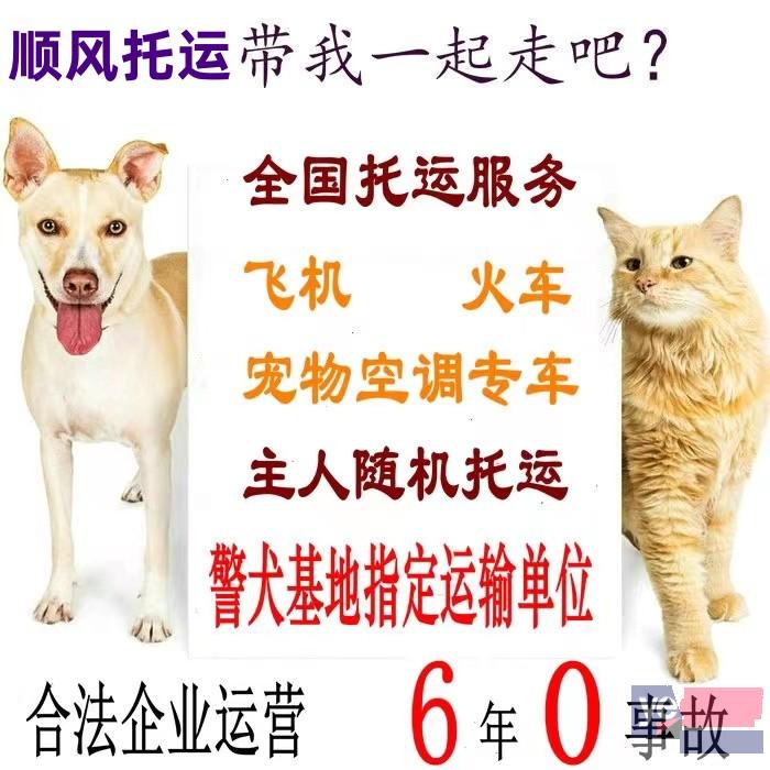 丹东顺风宠物托运公司2023年可发全国各宠物专车直达
