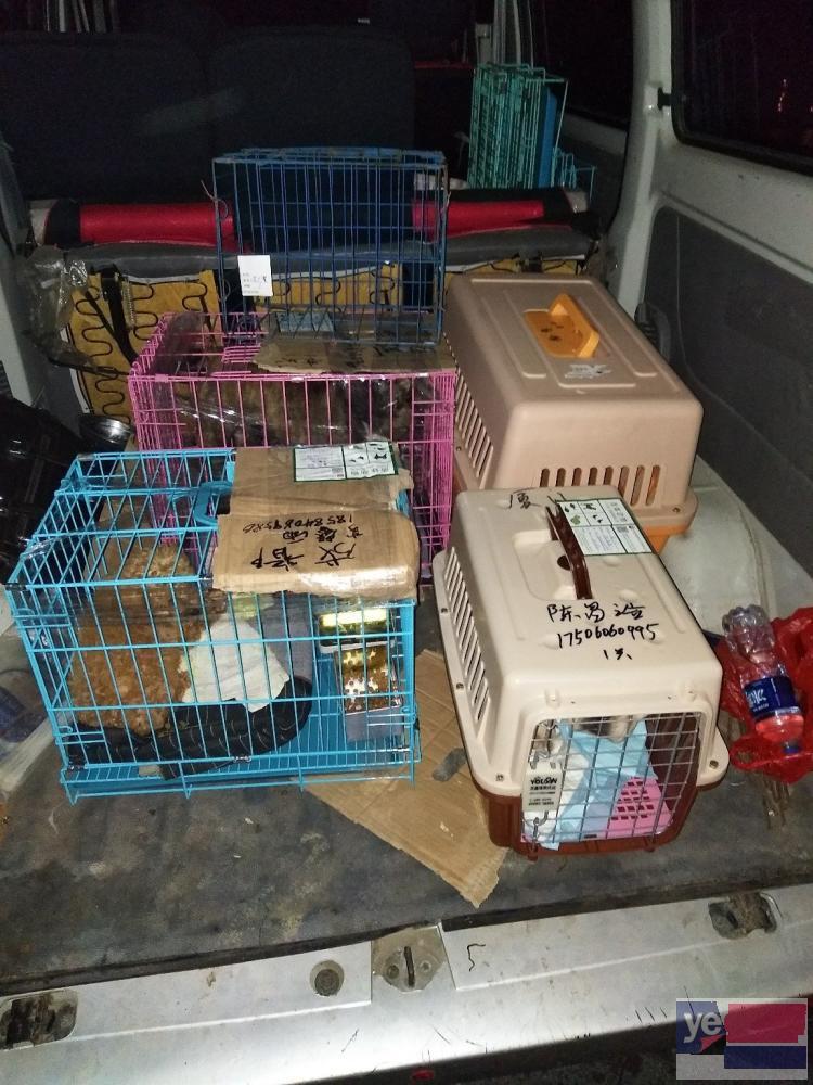 鄂州宠物托运活体物流猫狗速运空运全国连锁