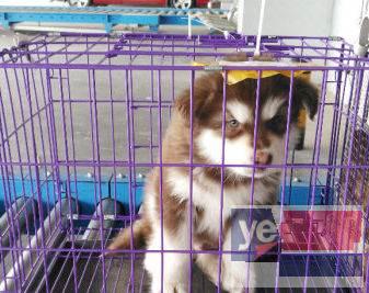 防城港宠物托运猫狗活体物流全国连锁