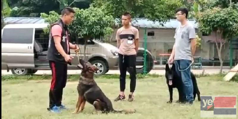 广州宠物狗狗寄养训练职业训犬师培训