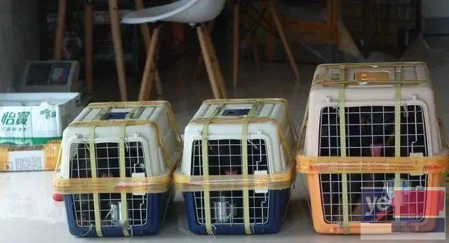广州宠物托运活体邮寄猫狗速运空运陆运全国连锁