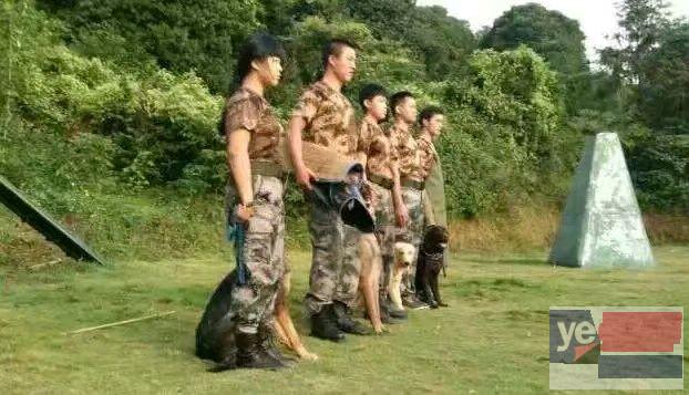 广州宠物狗狗训练的地方学校