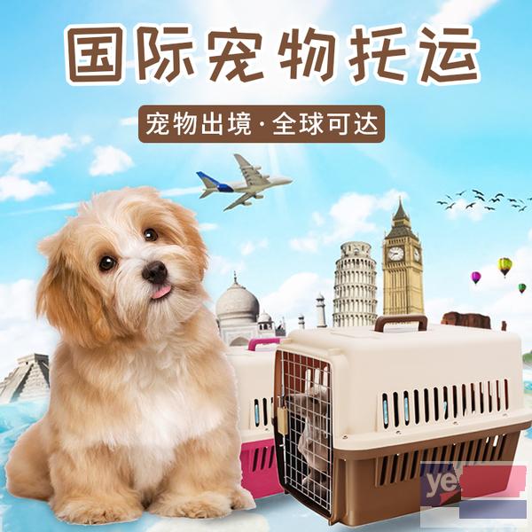 桂林宠物狗托运公司