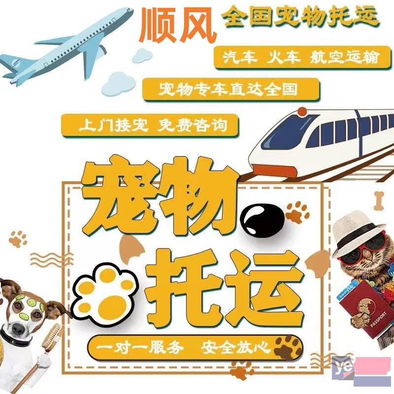 广安顺风宠物猫狗航空托运代办手续上门接送