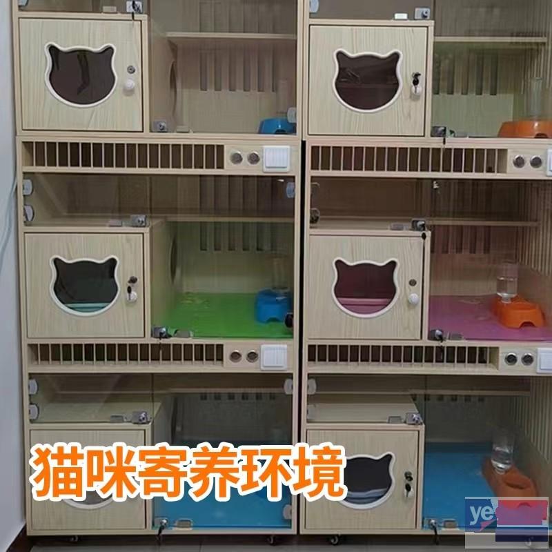广安2023宠物托运活体物流猫狗速运空运全国连锁