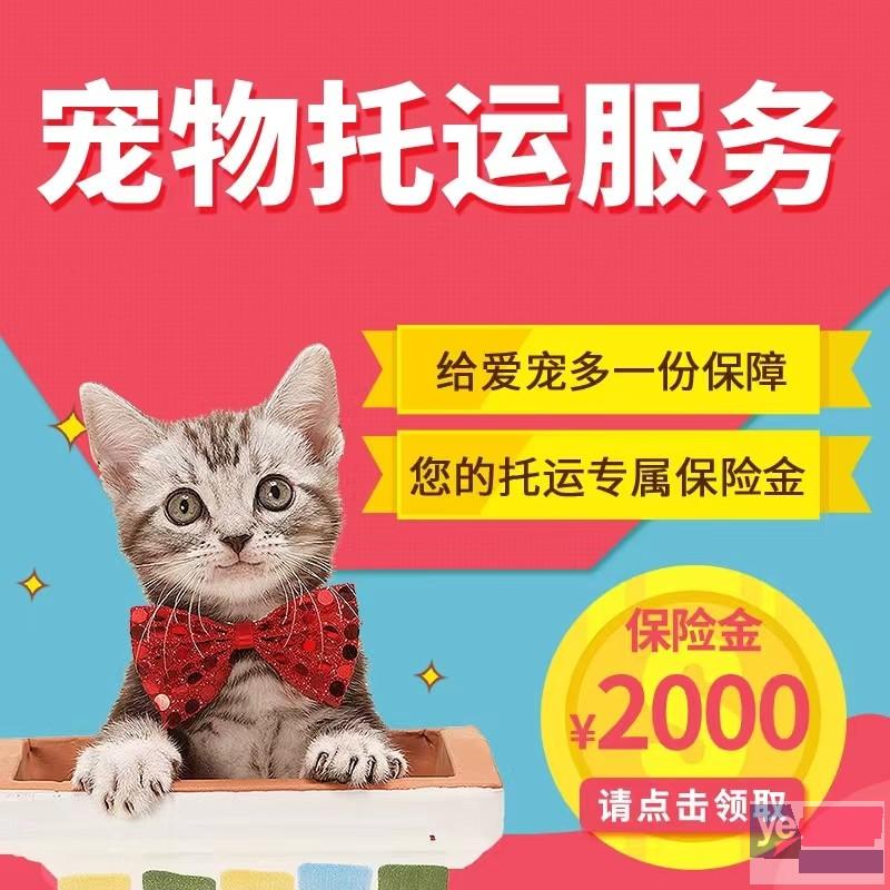 广安宠物托运活体物流猫狗速运空运全国连锁
