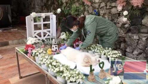 杭州专业宠物火化服务,杭州宠物殡仪馆,全程陪同