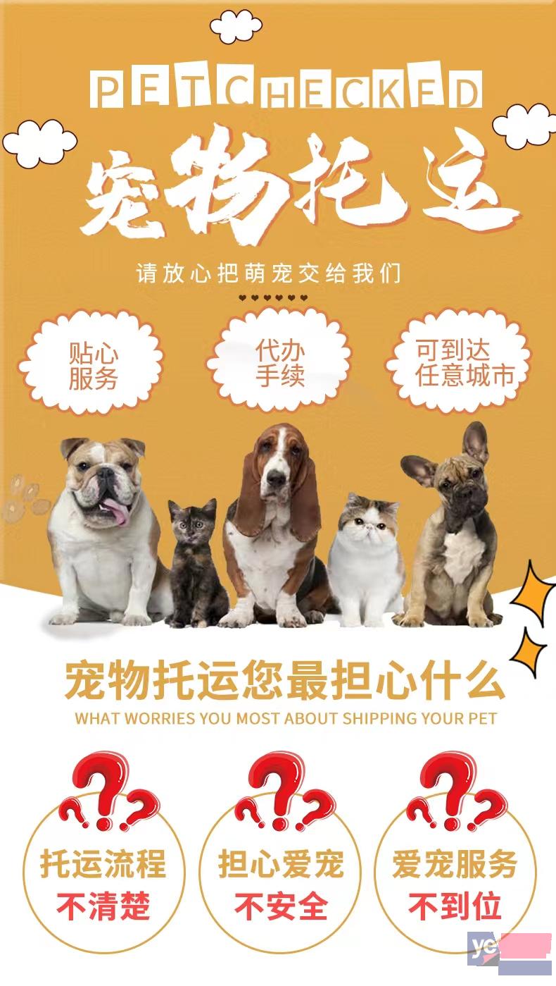贺州宠物托运活体邮寄猫狗速运空运陆运全国连锁