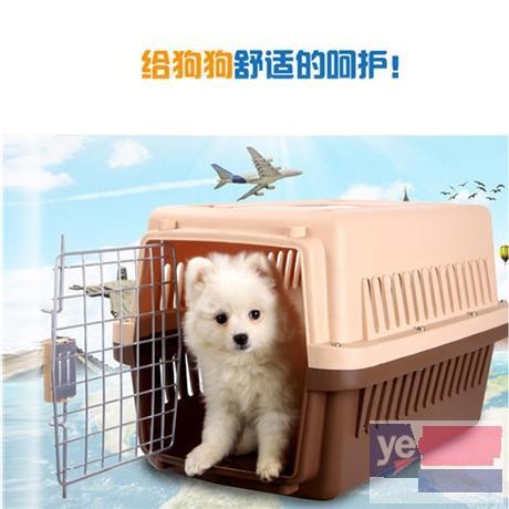 红河宠物托运活体邮寄猫狗速运空运陆运全国连锁