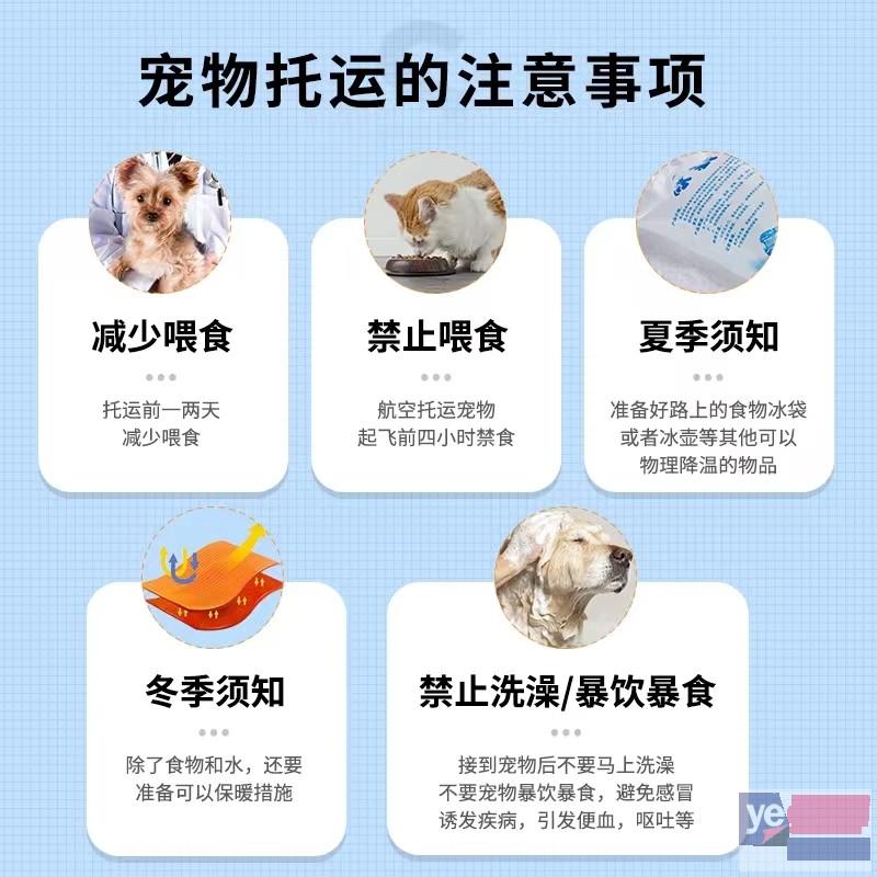 荆州2023宠物托运活体物流猫狗速运空运全国连锁