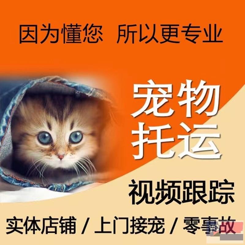 陇南2023宠物猫狗活体托运本地实体门店,高速直达
