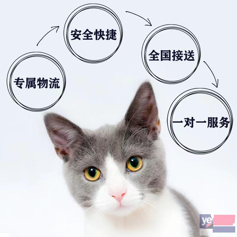 寿县顺风可靠的宠物狗托运公司