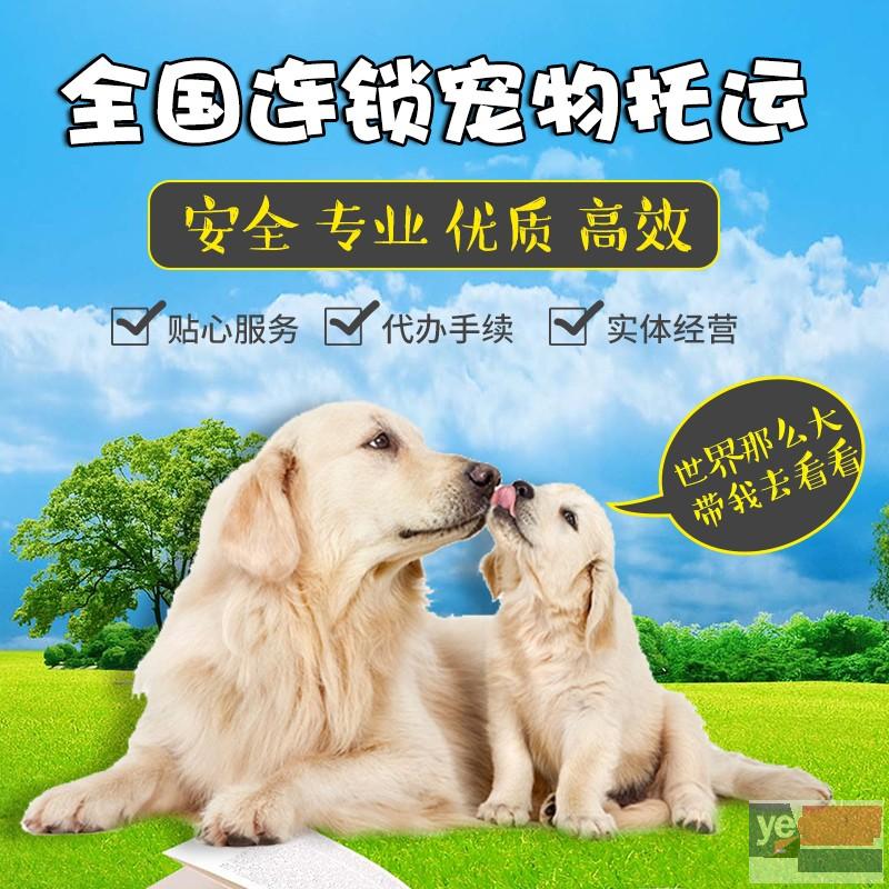 牡丹江专业宠物托运公司 宠物托运