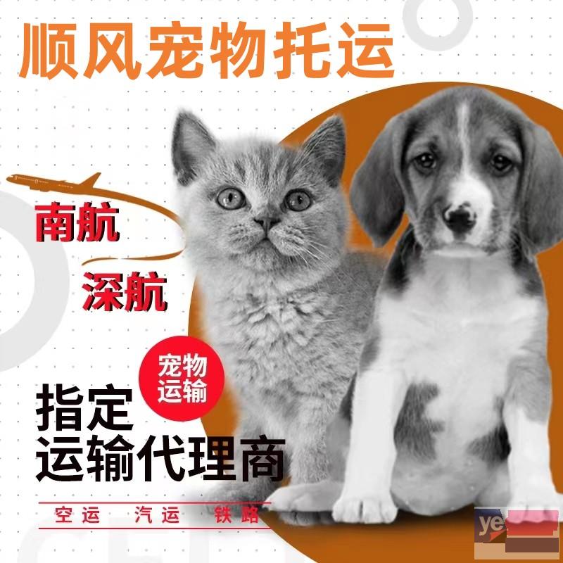 南召顺风宠物猫狗活体托运本地实体门店,高速直达