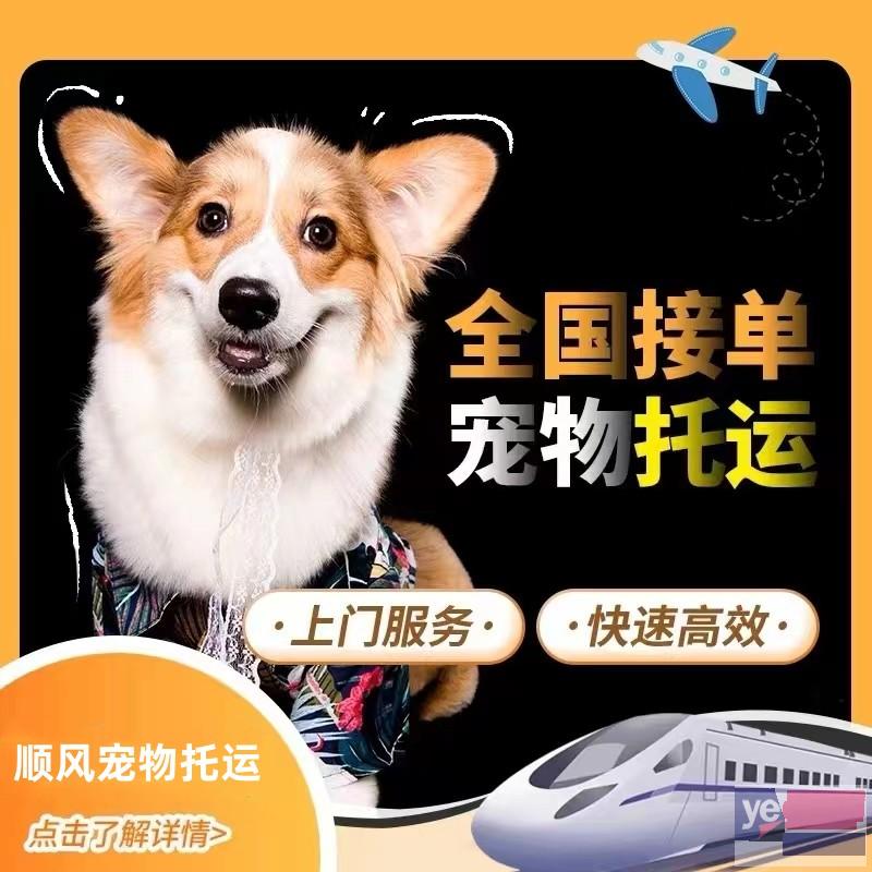 庆阳宠物托运活体物流猫狗速运空运全国连锁