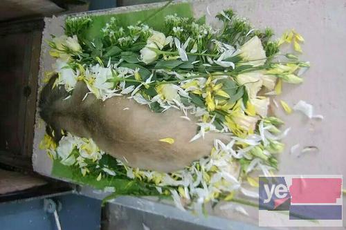 乌鲁木齐宠物殡葬服务中心,乌鲁木齐宠物骨灰纪念品定制