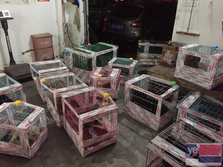 汉川宠物托运活体物流速运空运全国连锁