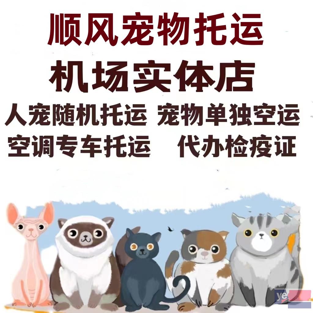 息县顺风宠物托运认真负责专门托运宠物的公司