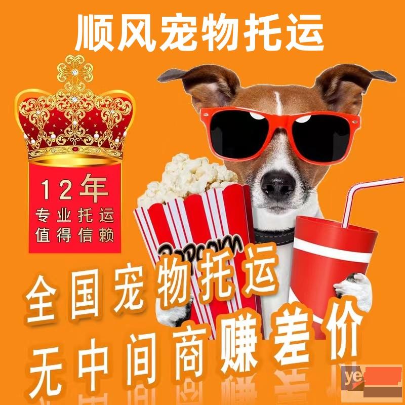 阳江市宠物托运公司服务优质,欢迎来询