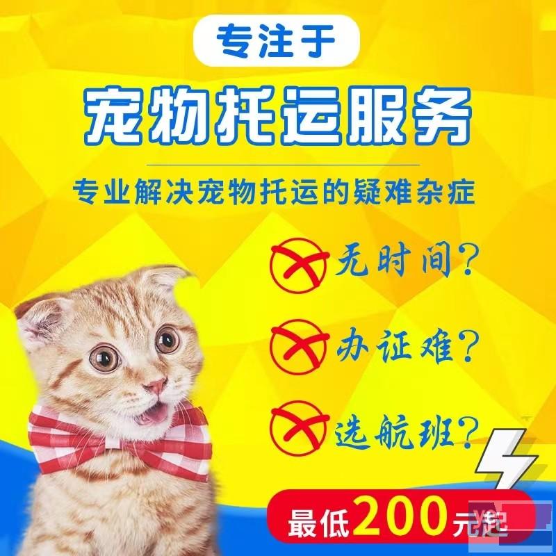 苍南县2023宠物托运价格服务热情安心无忧