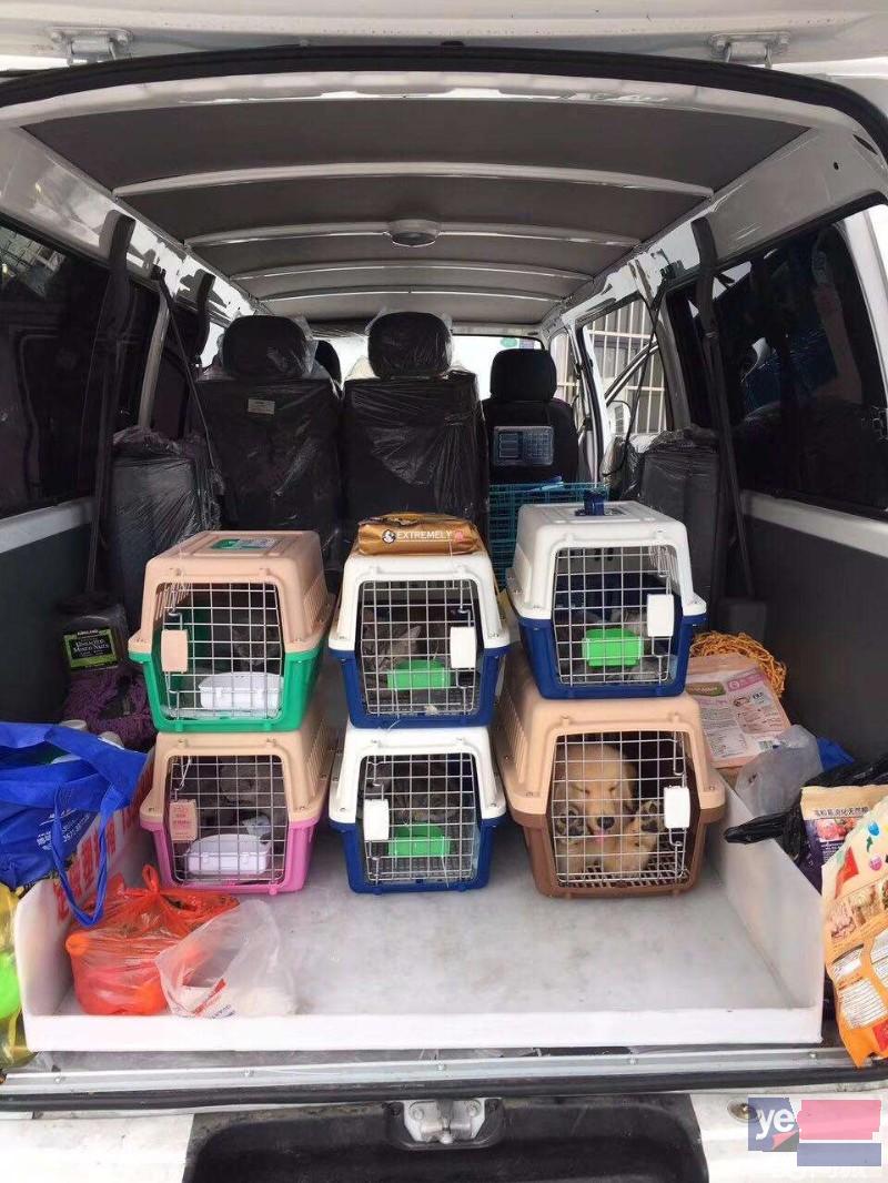 珠海可靠的宠物猫运输公司
