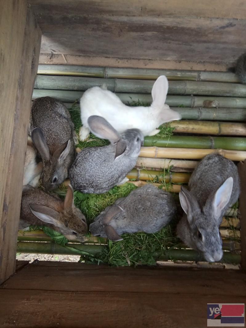 农村散养兔子