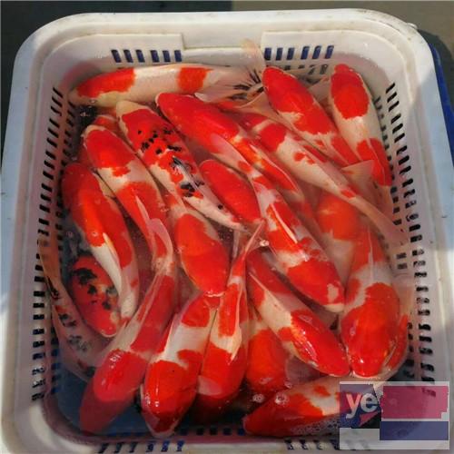 上海鱼缸专卖,鱼缸定制,观赏鱼专卖