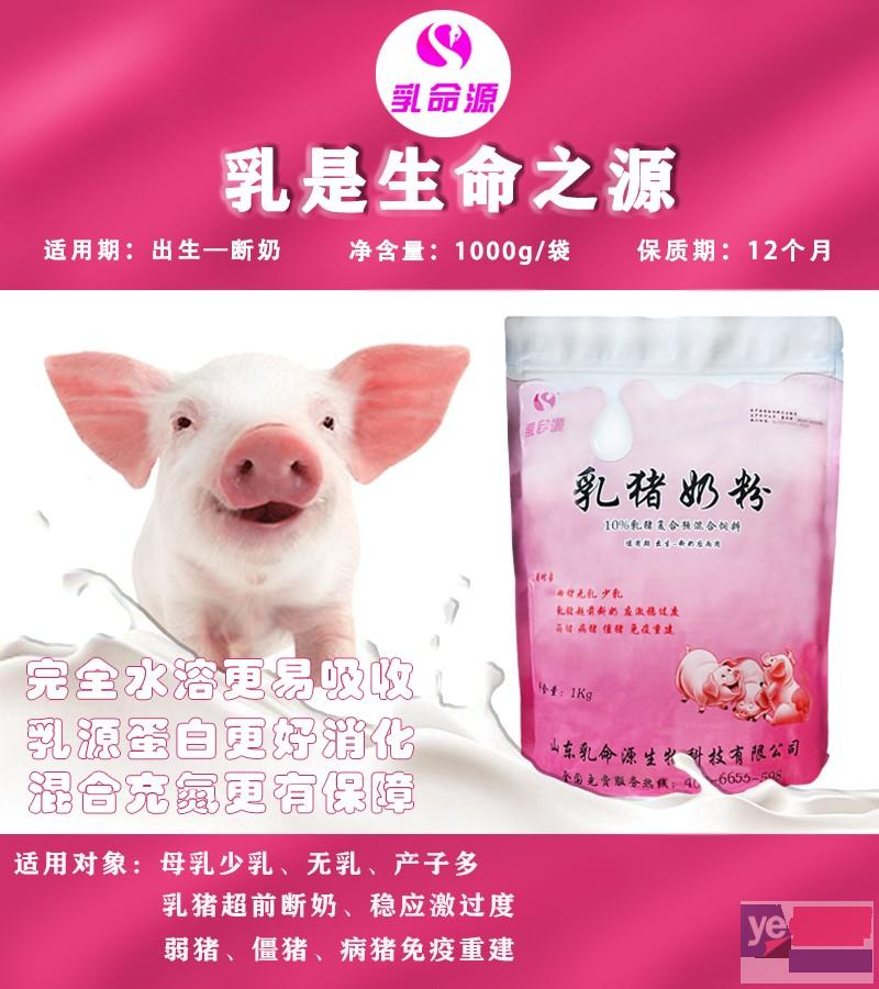 母猪初生小猪无乳少乳使用乳命源乳猪奶粉