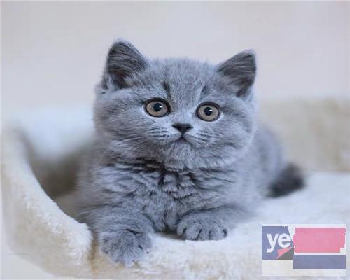 安庆出售纯种蓝猫蓝白渐层布偶 确保纯种健康 需要的联系