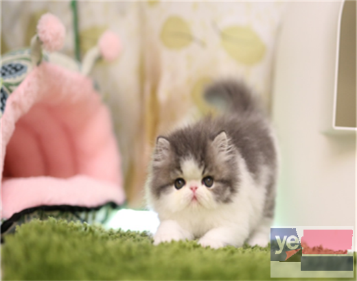 阿拉善猫舍专业繁殖精品加菲猫多只在售 签协议包健康