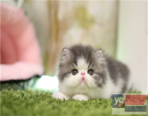 阿拉善猫舍专业繁殖精品加菲猫多只在售 签协议包健康