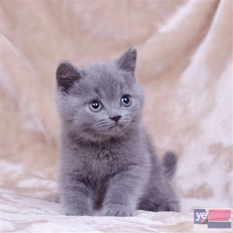 江苏常州纯种澳血蓝猫低价出售