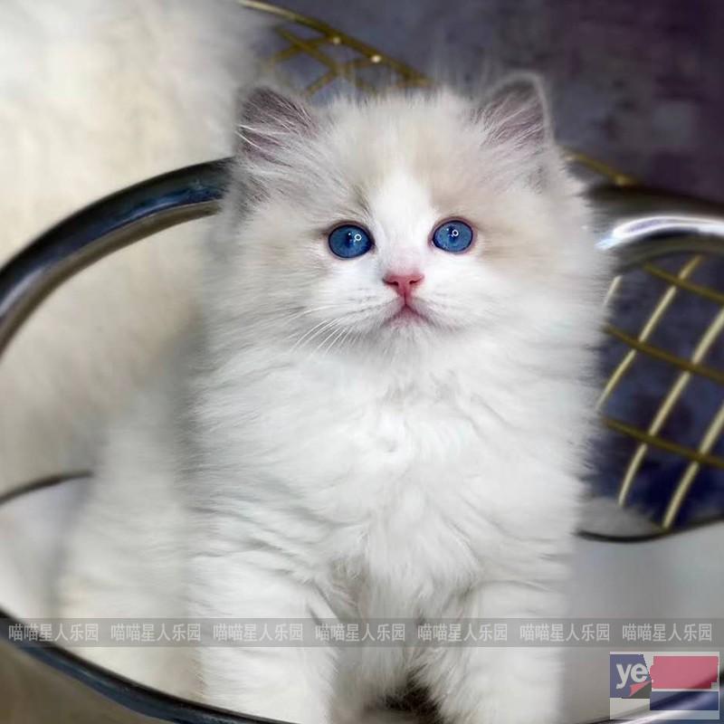 出售纯种布偶猫,金银渐层,美短,蓝猫,蓝白,金吉拉,加菲等