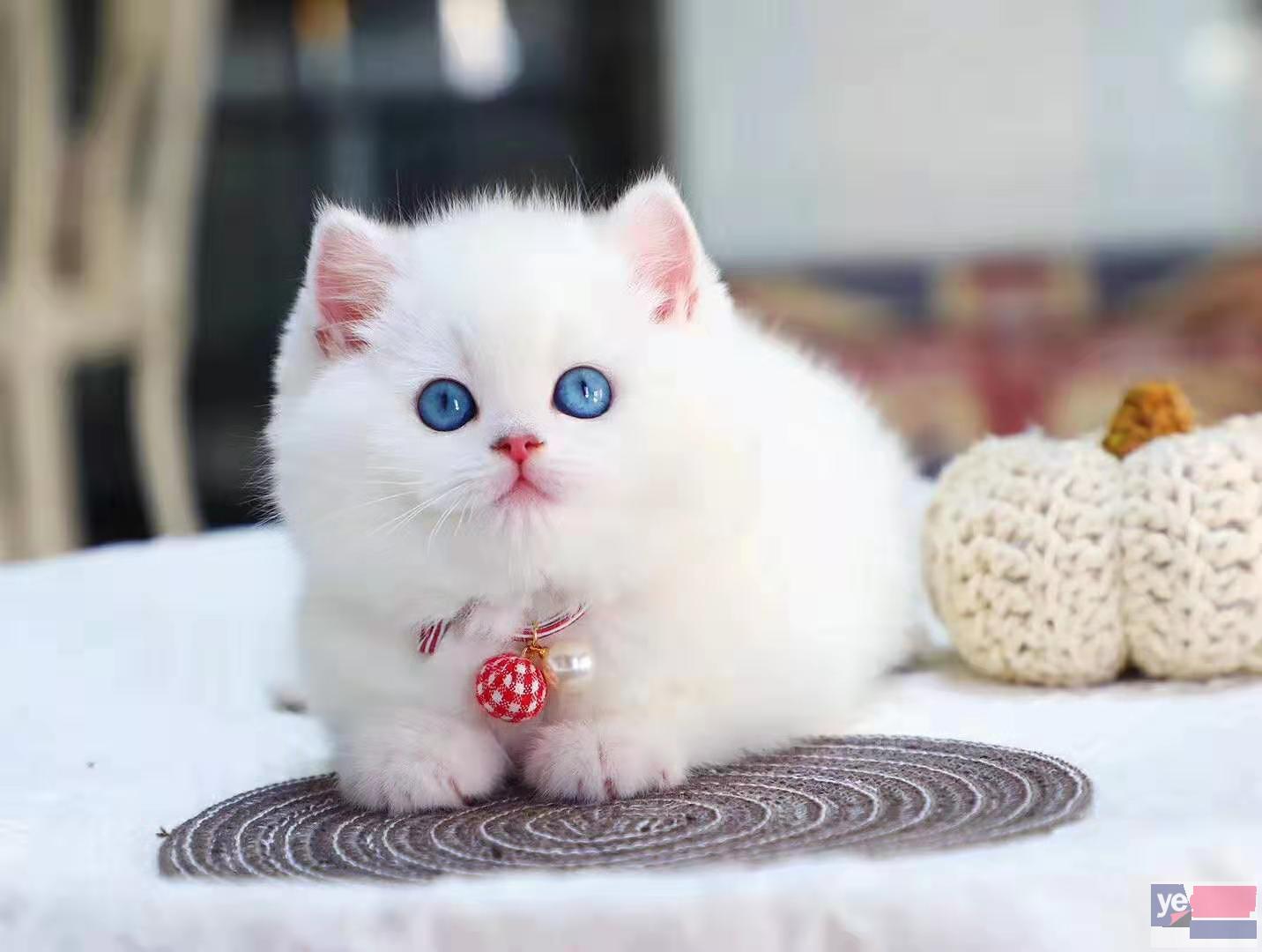 广东潮州纯种矮脚猫幼猫优惠出售