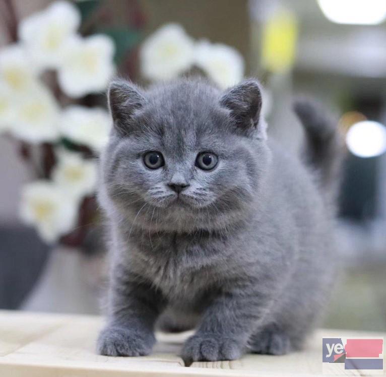 内蒙古鄂尔多斯纯种英短蓝猫放心购买