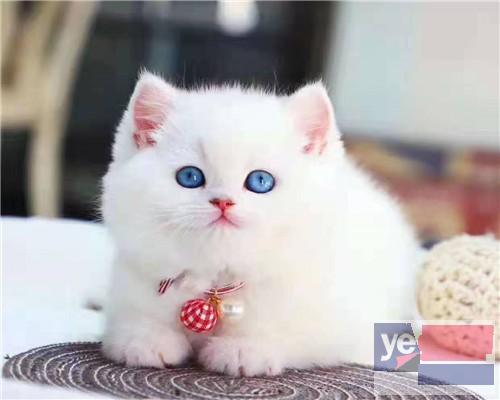 鄂州出售纯种蓝猫蓝白渐层布偶 确保纯种健康 需要的联系