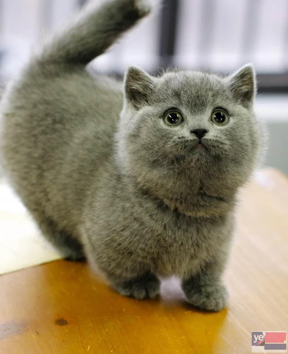 福建福州曼基康矮脚猫出售