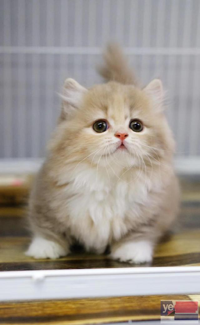 青海果洛纯种双血统矮脚幼猫猫舍特惠