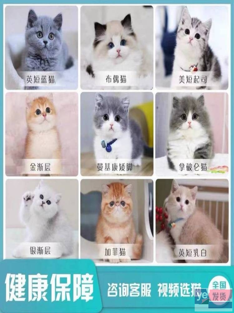 赣州直销宠物猫 猫舍品种齐全 上门挑选健康无忧